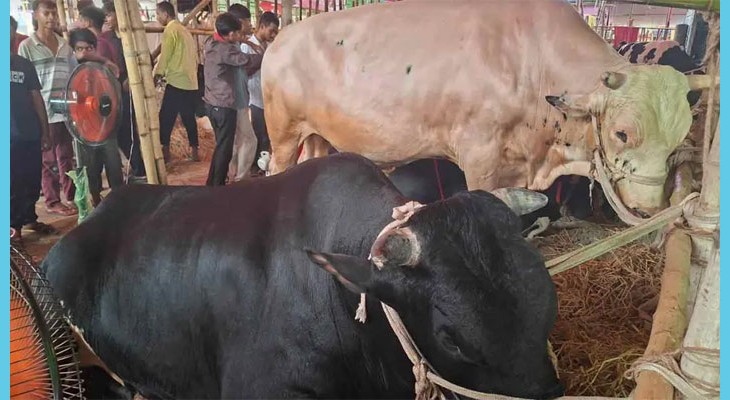 গাবতলী পশুর হাটের মূল আকর্ষণ ‘কালা জামাই’ ও ‘সাদা জামাই’