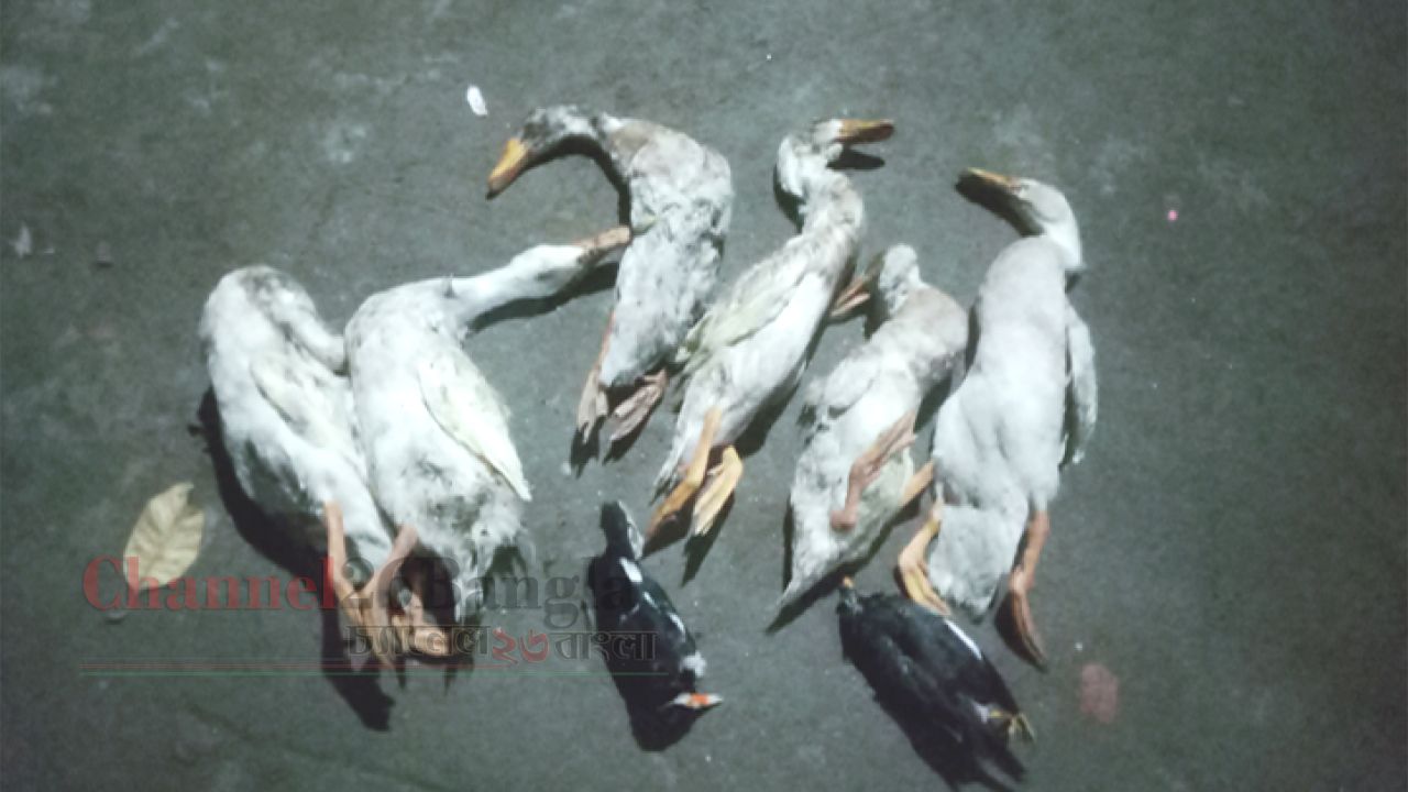 খামারে বিষ প্রয়োগের অভিযোগ: হাঁস ও শালিক পাখি হত্যা