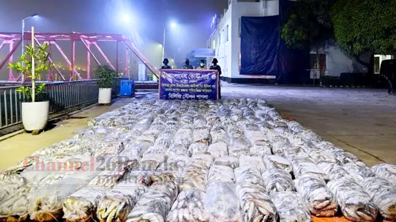 কাঁচপুরে ৭০ লাখ টাকার জাটকা জব্দ করলো কোস্ট গার্ড