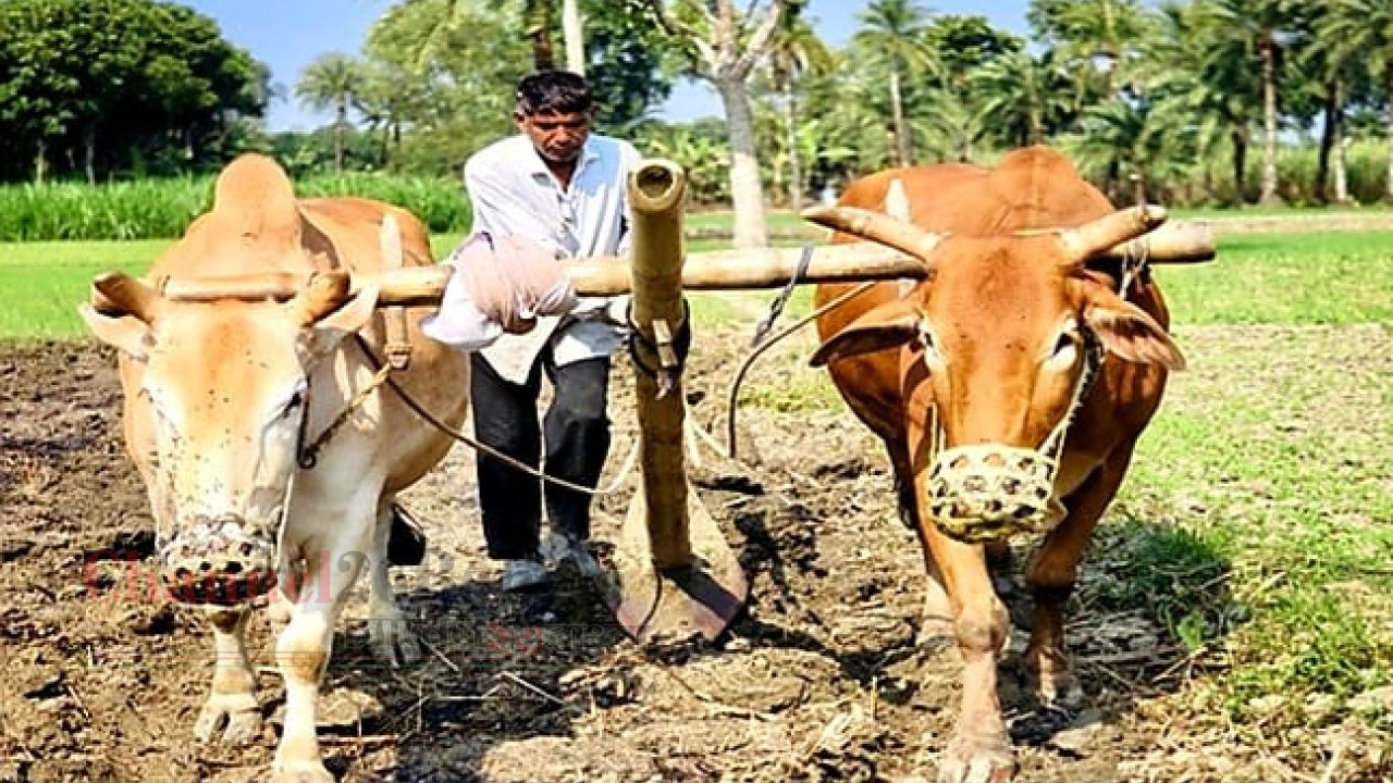 ঠাকুরগাঁও অঞ্চলে বিলুপ্তির পথে গরুর হালচাষ