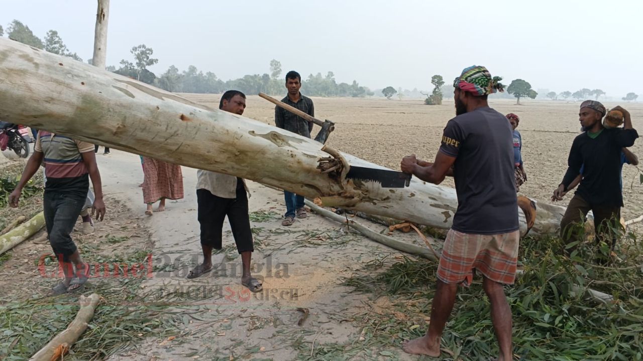 বালিয়াডাঙ্গীতে বিএনপির নাম ভাঙিয়ে সরকারি সড়কের গাছ কাটার অভিযোগ