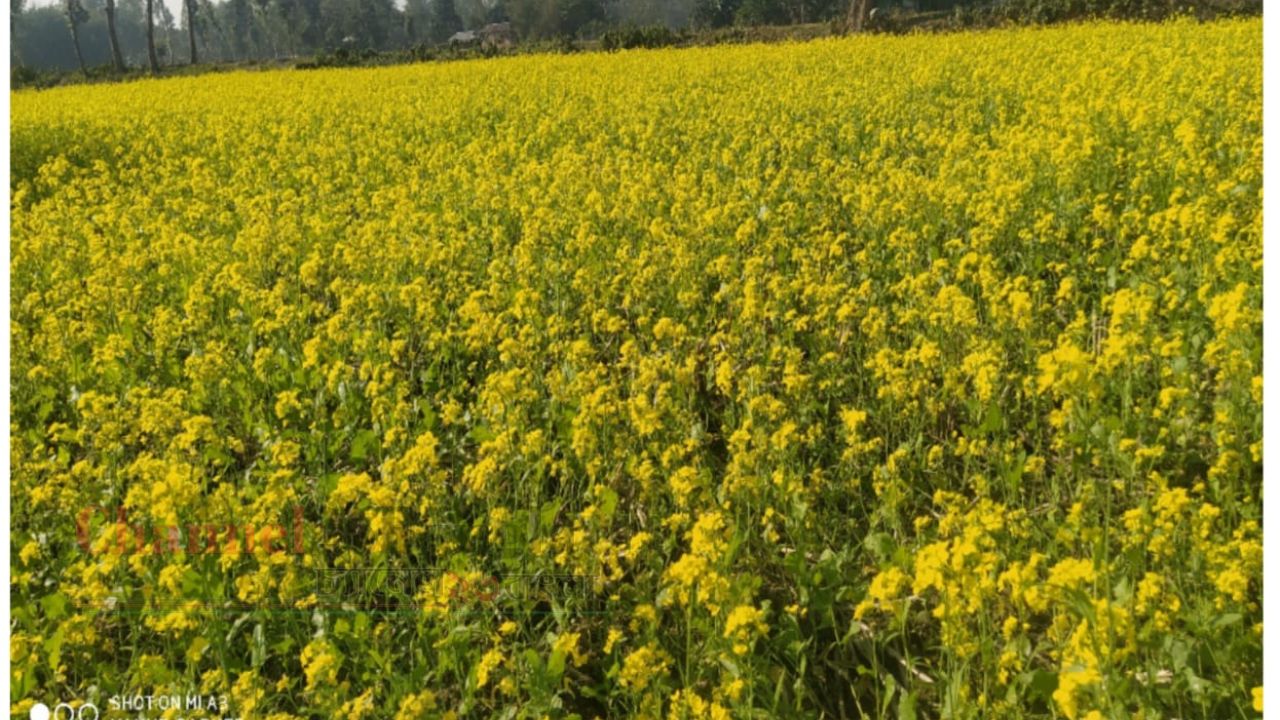 কুড়িগ্রামে সরিষার হলুদে হাসছে প্রকৃতি, বাম্পার ফলনের আশা