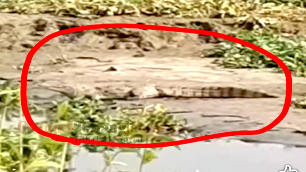ব্রহ্মপুত্র নদে কুমির আতঙ্ক: নির্ঘুম রাত কাটছে সোনারগাঁ ও বন্দরবাসীর