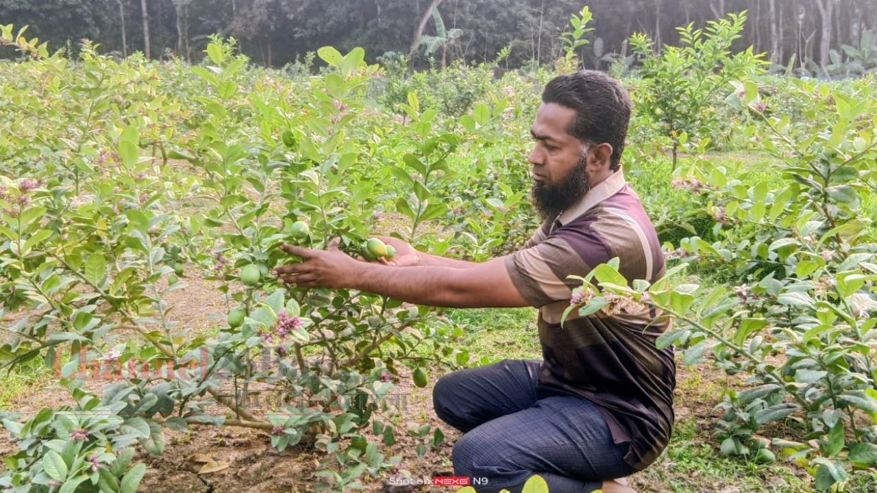 শ্রীপুরে ইউটিউব দেখে লেবু চাষে সফল কামরুল হোসেন