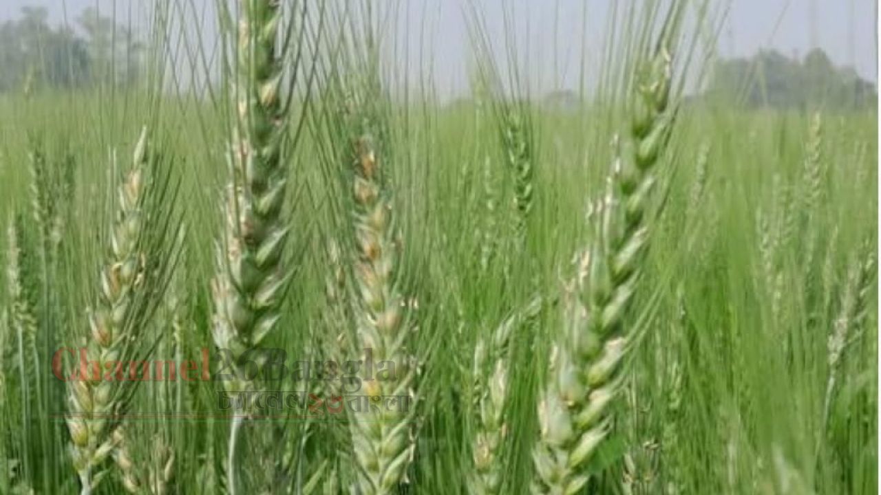 ঠাকুরগাঁওয়ে গমের বাম্পার ফলনের হাতছানি: খুশি কৃষকরা