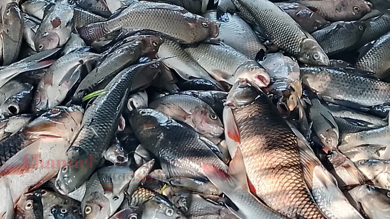 বটিয়াঘাটায় মৎস্য ঘেরে বিষ প্রয়োগ: লক্ষাধিক টাকার ক্ষতি