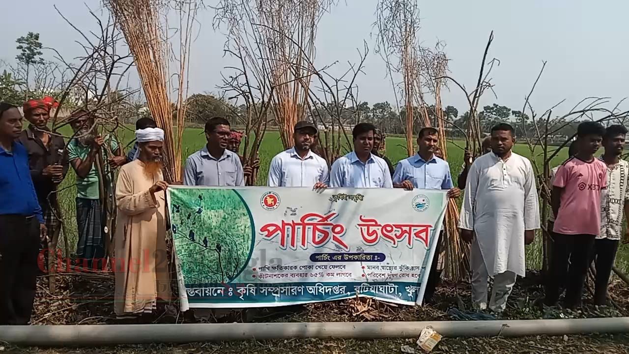 বটিয়াঘাটায় ইরি ধানে প্রাকৃতিক উপায়ে পোকা দমনে পার্চিং উৎসব