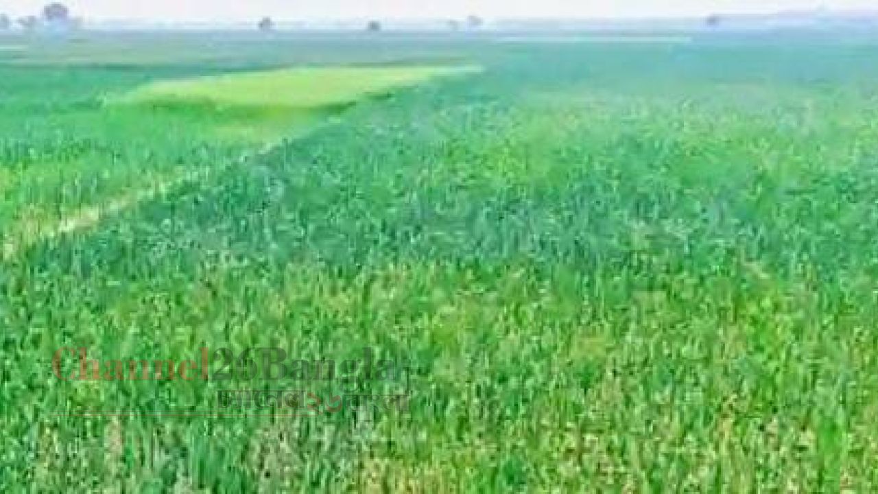 শ্রীপুরে পেঁয়াজের বাম্পার ফলনের আশা: দুশ্চিন্তায় কৃষক