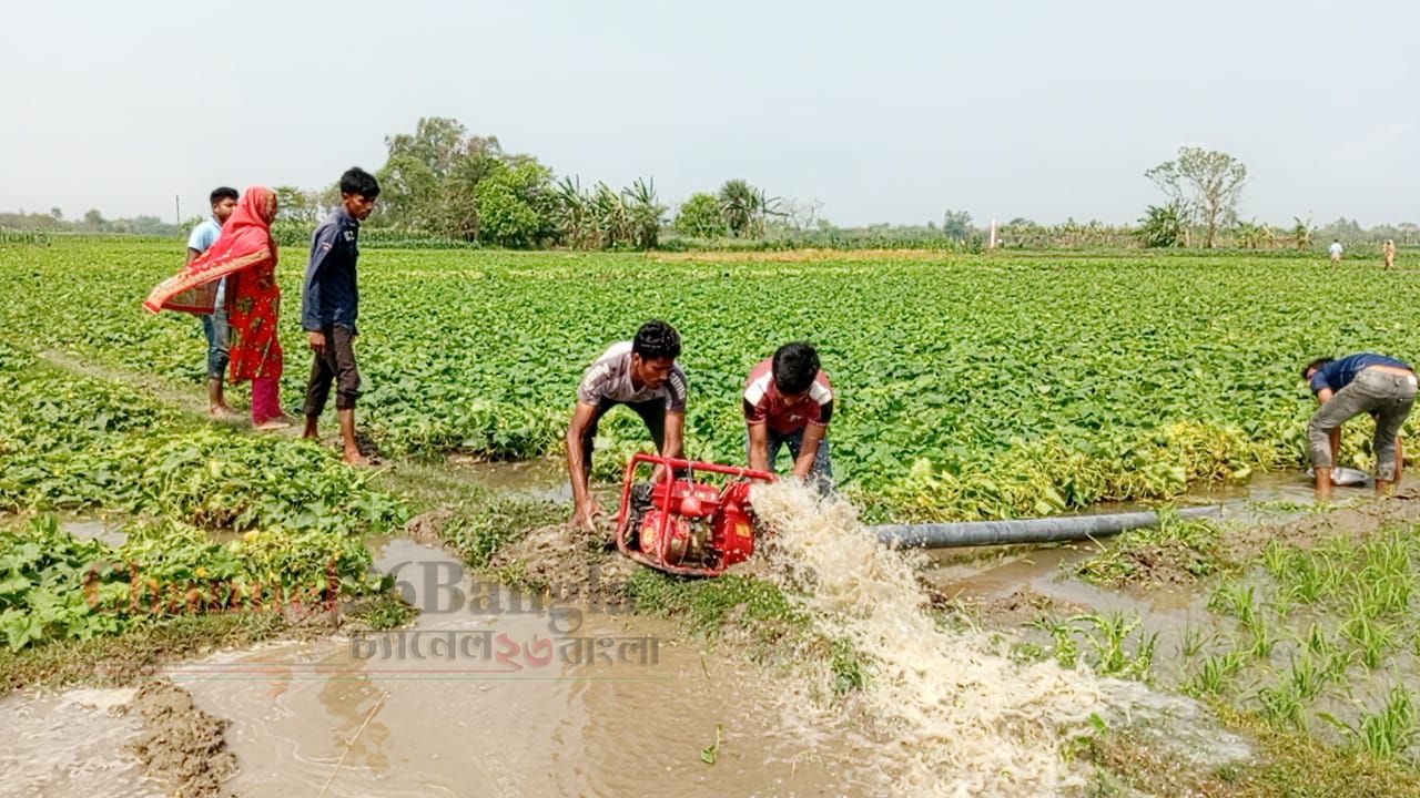 রংপুরে হঠাৎ বৃষ্টিতে ফসলের ব্যাপক ক্ষতি: দিশেহারা কৃষক