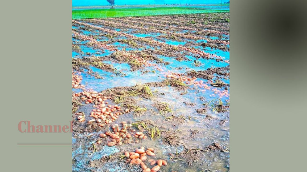 ঠাকুরগাঁওয়ে বৃষ্টিতে ডুবল আলুর খেত: দিশেহারা কৃষক