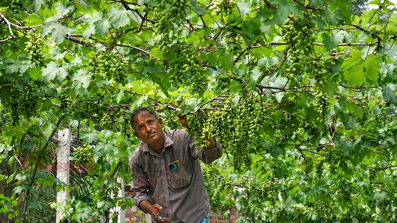 ঠাকুরগাঁওয়ে মাচাজুড়ে ঝুলছে আঙুর: ১০০ মণ ফলনের আশা