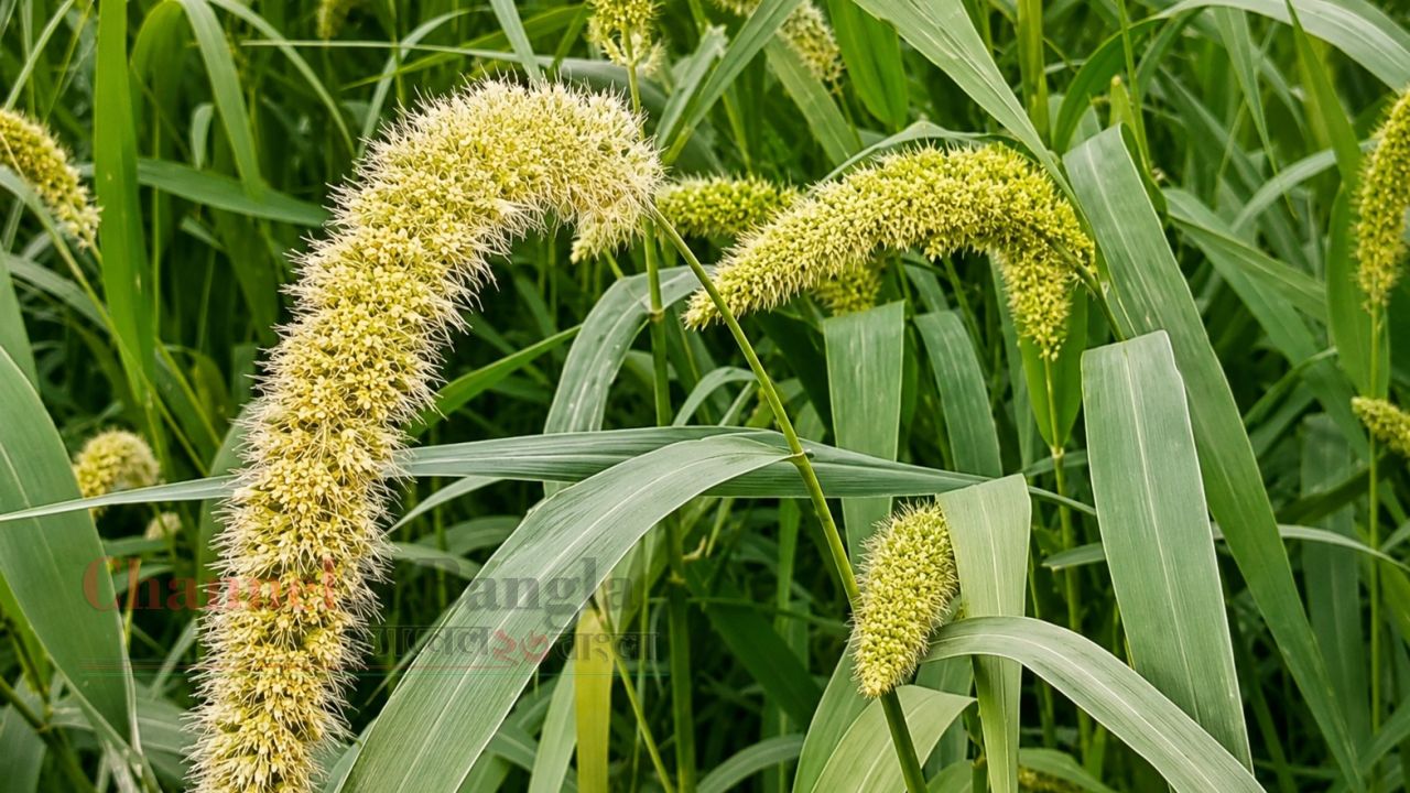 ঠাকুরগাঁওয়ে বিলুপ্তির পথে ঐতিহ্যবাহী কাউন চাষ