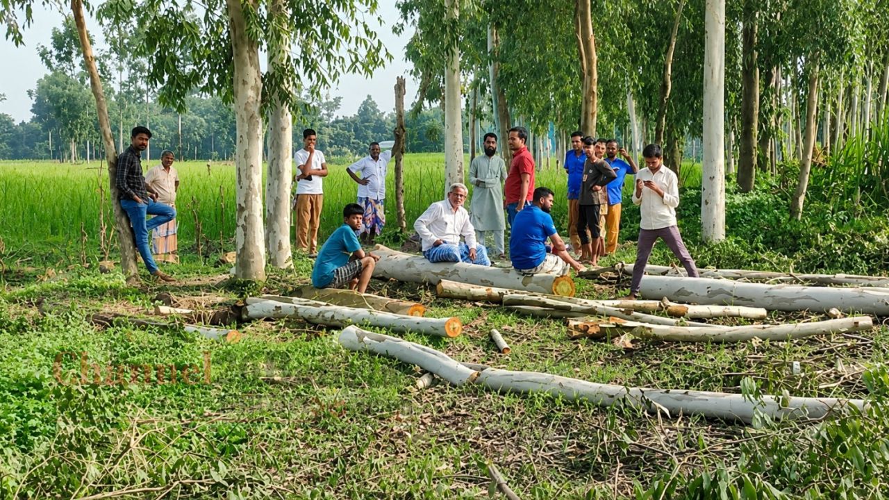 ঠাকুরগাঁওয়ে সরকারি খাস জমির গাছ কেটে বিক্রির অভিযোগ 