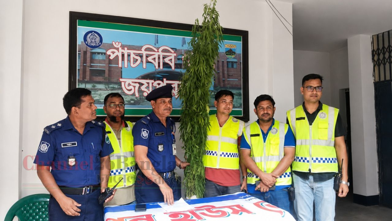 পাঁচবিবিতে তাজা গাঁজার গাছসহ গ্রেপ্তার ১