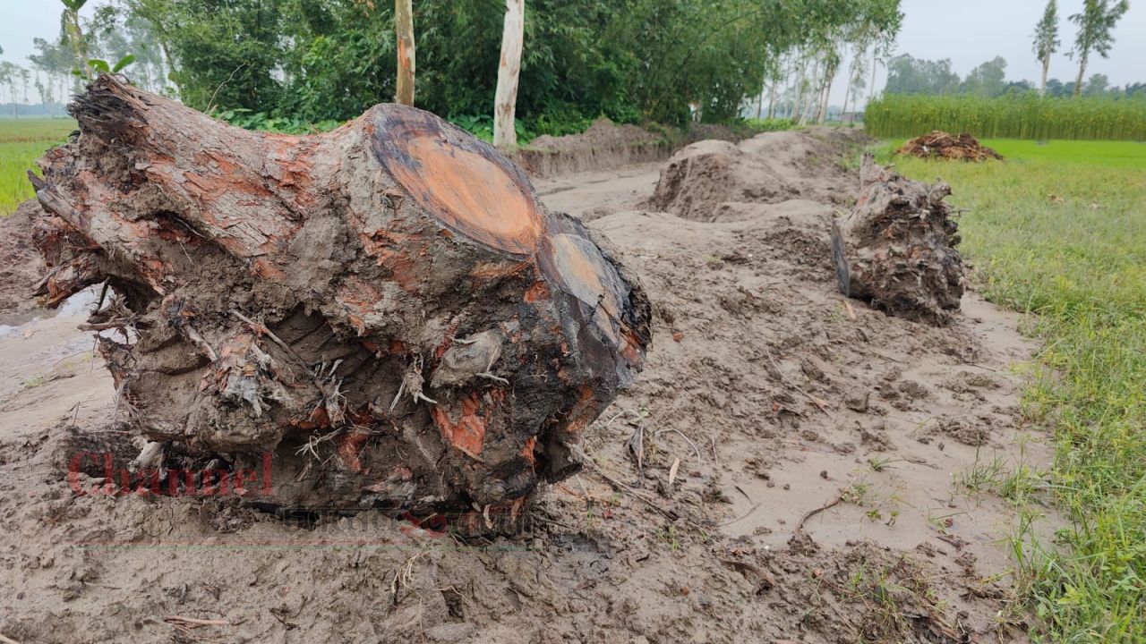 জলঢাকায় টেন্ডার ছাড়াই সরকারি গাছ কাটার অভিযোগ