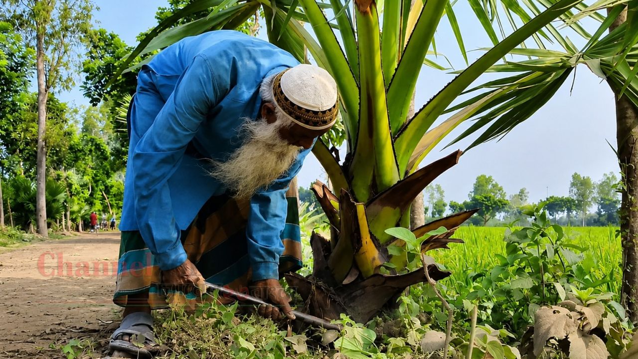 ঠাকুরগাঁওয়ে একাই ৫২ হাজার তালগাছ লাগিয়েছেন খোরশেদ আলী