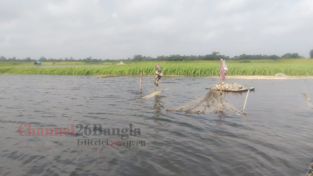 একসময়ের জনপ্রিয় জলিধান এখন বিলুপ্তির পথে